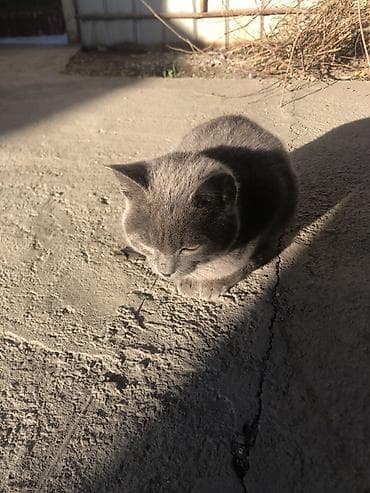 Мышык кууту: Мышык бекер берилет: Породасыз, Ургаачы — 4