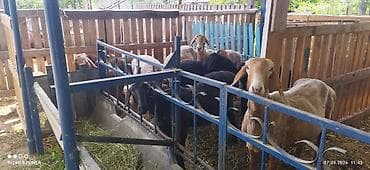 кошки ош: Продаю | Овца (самка) | Арашан | Для разведения — 3