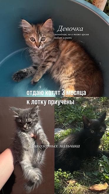 Мышыктар: Мышык бекер берилет: Породасыз, 3 айлык, Ургаачы, Лотокко барууга үйрөтүлгөн — 1