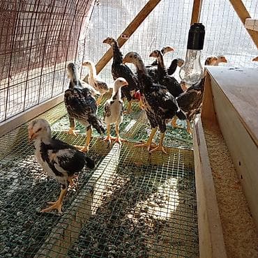 бойцовые птицы: Продаю | Цыплята | Для разведения — 1