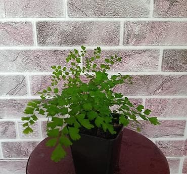 подставка для комнатных цветов: Пилея Пеперомиевидная (Pilea peperomioides) — компактное комнатное — 7