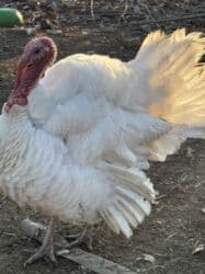 сколько стоит шотландская вислоухая кошка: Продаю | Индюк (самец), Индюшка (самка) | Северокавказская | На забой | Племенные — 8