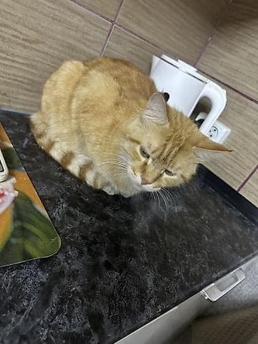 сямская кошка: Рыжий домашний кот зовут Сибма 4года Кострированный. Очень добрый — 3