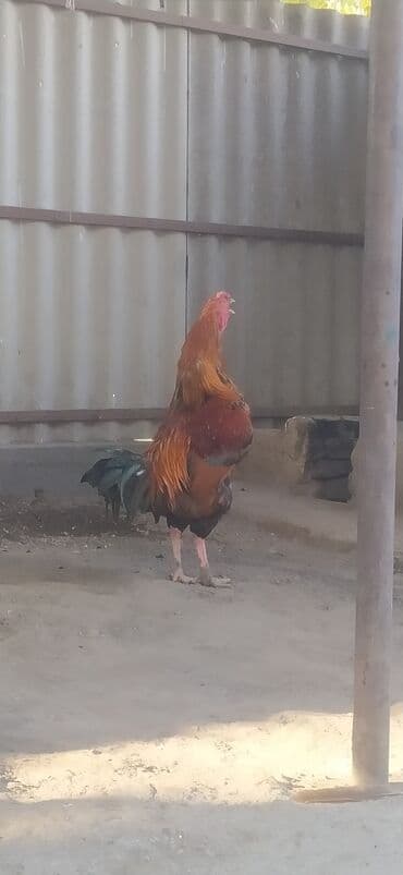 продажа домашних животных: Продаю | Петух | Бойцовая | Для разведения — 1