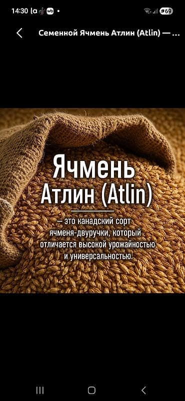 продам рыбу: Продаю семена канадского, шести рядного, высокоурожайного ячменя сорт — 1