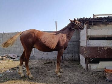 купить собаку шпица недорого: Продаю | Конь (самец) — 6