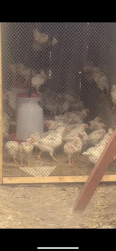 индюк туша: Продаю | Цыплята | Бройлерная | На забой — 1