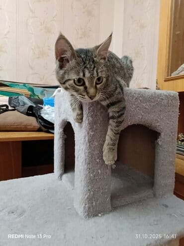 кастрированный кот: Кошка даром: Беспородная, 4 месяца, Девочка, С прививками, Приучена к лотку, Проглистована — 8