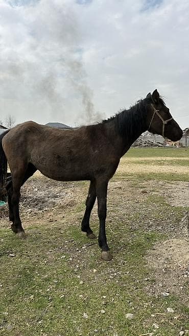 живой корм: Продаю | Кобыла (самка) | Рабочий — 3
