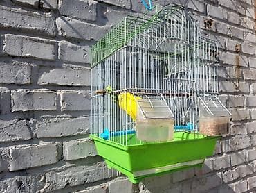 Срочно продаю одного попугая, есть корм есть сетка все необходимое