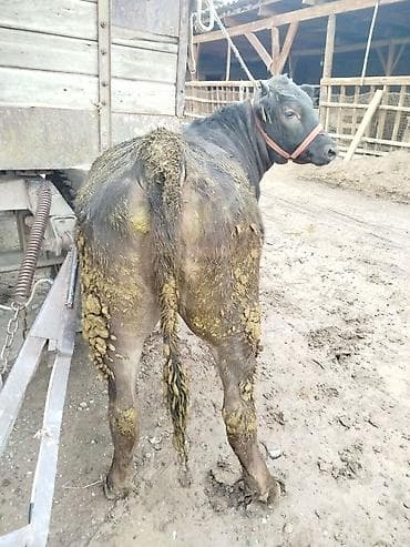 бык абердин ангус: Продаю | Бык (самец) | На откорм | Привязанные — 2