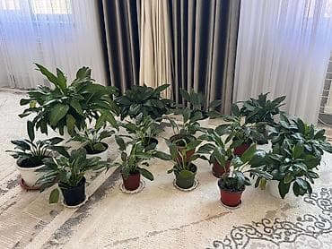 аквариумы бишкек: 200 - 300 - 400 - 500с Спатифиллумы (Spathiphyllum) — — 3