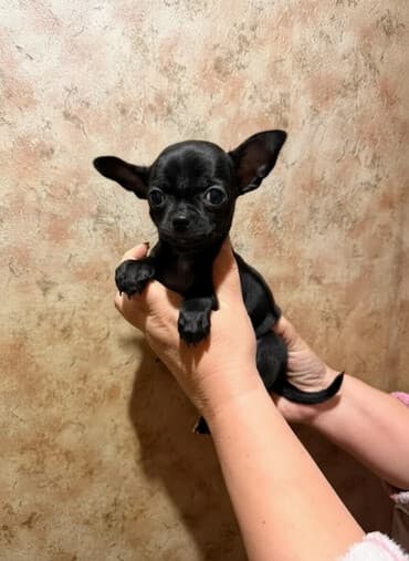 карликовый пудель купить: Миниатюрный щенок чихуахуа шоколадного окраса. - Компактный формат — 2