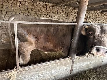 отдам голубей: Продаю | Бык (самец) | Полукровка | Привязанные — 9