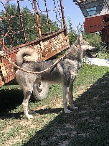 овчарка шенки: Ушул лайка сатылат 1,5 жаш эркек.срочна срочна срочна!!! — 2