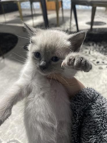 Продажа кошек: Сиамская, 1 месяц, Мальчик, Метис — 3
