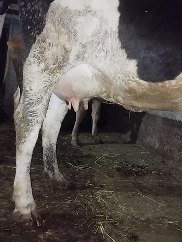 сухое молоко для животных: Продаю | Корова (самка) | Для молока | Привязанные — 2