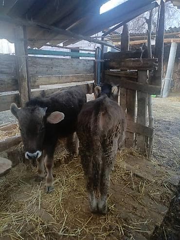 бычок симентал: Продаю | Корова (самка) | Для разведения | Привязанные — 10