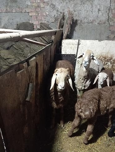 Продаю | Баран (самец) | Арашан | Для разведения at lalafo.kg Продаю | Баран (самец) | Арашан | Для разведения