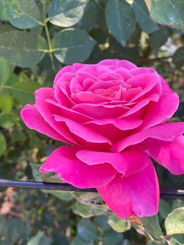 продажа домов шопоков: Дача, 55 м², 5 комнат, Старый ремонт — 26