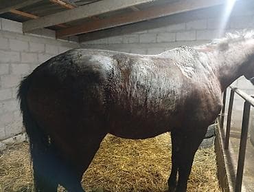 Аквариумы: Продаю | Жеребец | Конный спорт — 1