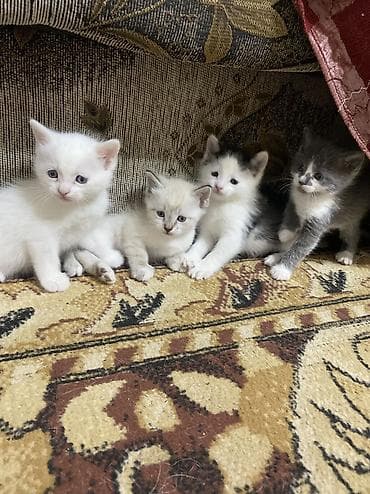 Животные: Отдам котят в хорошие и заботливые руки! Малыши здоровые, активные — 3