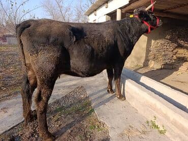 корм для домашних животных: Продаю | Корова (самка), Бык (самец), Тёлка | Полукровка, Алатауская — 4