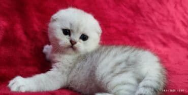 мышык фото: Скотиш Фолд (Шотландиялык шалпаң кулак), 2 айлык, Эркек, Күмүш өңдүү шиншилла — 15