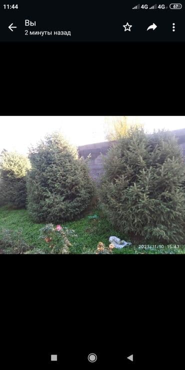 аквариум с рыбками цена бишкек: Ёлки — 1