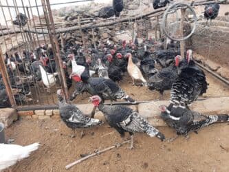 дома для кошек: Продаю | Индюшка (самка) | Черный принц, Северокавказская | На забой | Племенные — 12