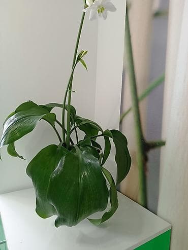 груд: Эухарис (амазонская лилия) в горшке - Декоративно-цветущее комнатное — 4