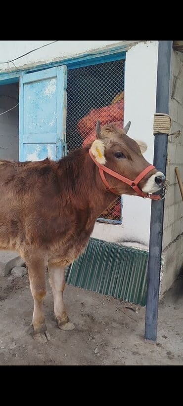 хомяк домашний купить: Продаю | Тёлка | Для разведения | Привязанные — 1