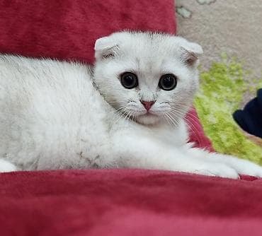 кошка в бишкеке: Скотиш Фолд (Шотландская вислоухая), 2 месяца, Мальчик, Серебристая шиншилла — 1