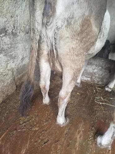 сом рыба: Продаю | Корова (самка) | Полукровка | На откорм | Привязанные — 4