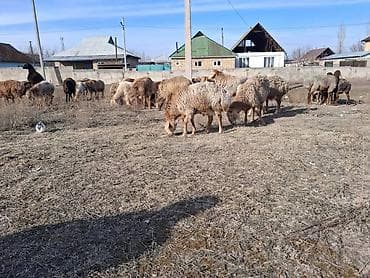 Продаю | Баран (самец) | На забой