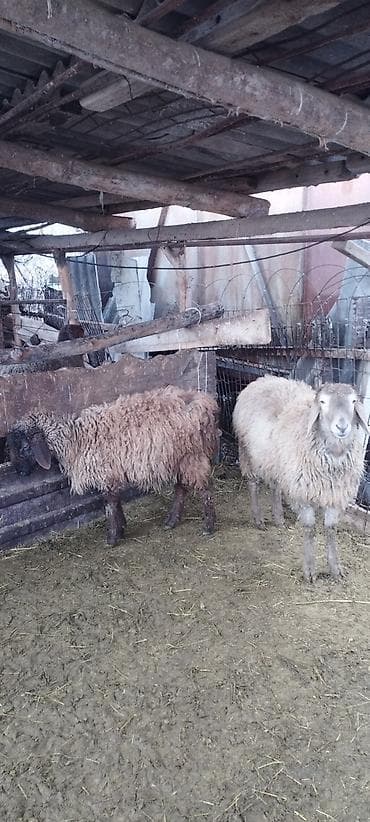 Кошки: Продаю | Баран (самец) | Для разведения | Осеменитель — 7