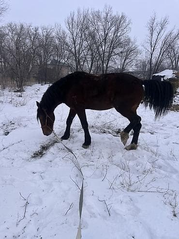 продаются собаки: Продаю | Жеребец | Полукровка | Для разведения | Племенные — 2