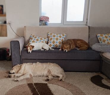 Услуги ветеринара: Предлагаются услуги гостиницы для собак, обеспечивающие комфортное и — 5