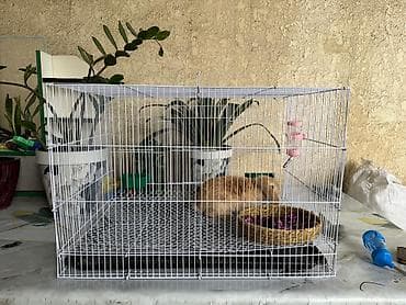 кошка мышык: Клетка для кролика/грызуна с глубоким поддоном и решетчатым полом - — 6