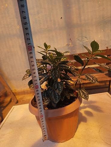 цветущий декабрист: Арбуз. Пилея Кадье (Pilea cadierei), также известная как — 1