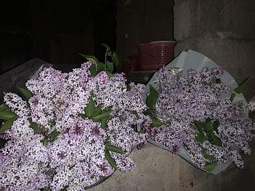 я ищу цветы: Букеты из ароматной сирени - Состав: свежесрезанная садовая сирень — 2