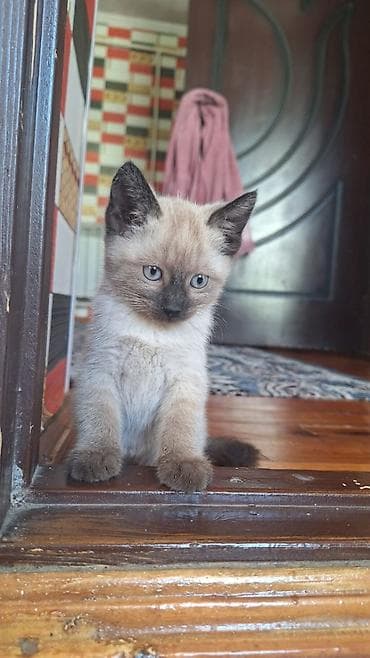 лайка сибирский: Котенок полтора месяца — 1