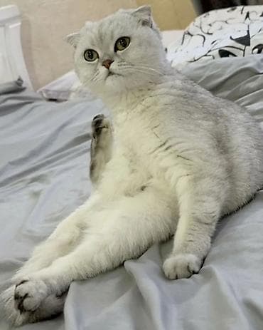 кошка парода: Скотиш Фолд (Шотландская вислоухая), 10 месяцев, Девочка, Серебристая шиншилла, Приучена к лотку — 1