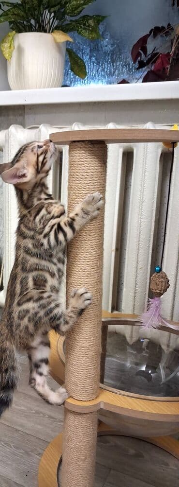 собака булдок: Бенгал, 2 айлык, Ургаачы, Лотокко барууга үйрөтүлгөн, Курттардан тазаланган, Документтери менен — 10