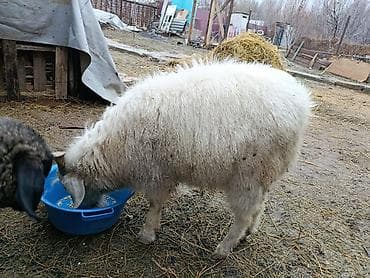 цепи для животных: Продаю | Козёл (самец) | Для разведения | Осеменитель — 2