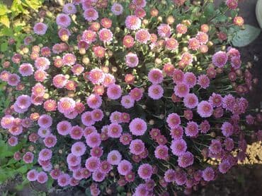 вилы садовые: Хризантемы мультифлора (садовые шары) - Компактные шаровидные кусты — 10