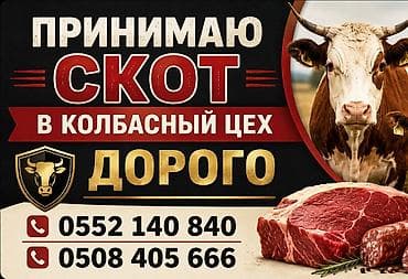 карп кои купить: Колбасный цех : Коровы, быки, | На забой, на мясо — 1