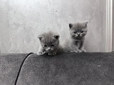 Готовы к бронированию котята: Scottish fold и Scottish straight