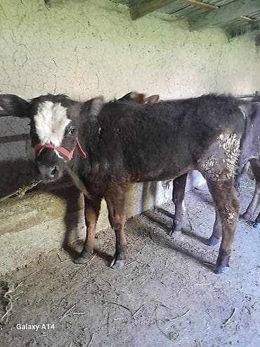 пол для скота: Продаю | Музоо, торпок | На откорм | Привязанные — 7