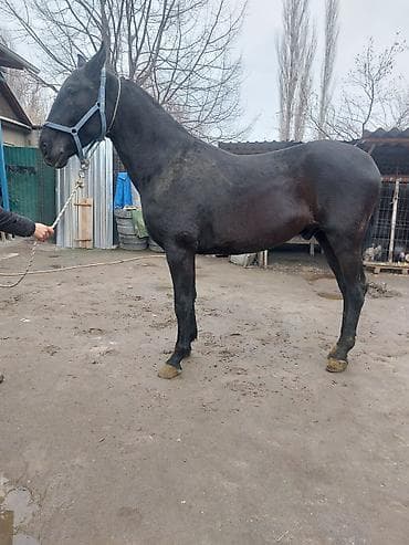 А/ч жаныбарларын сатам: Сатам | Тай | Ат спорту | Асыл тукумдуу — 6